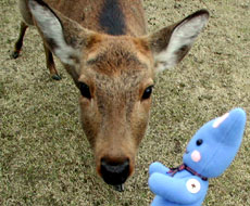 鹿さん、こんにちは♪