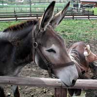 ちびろば、ホンモノとご対面