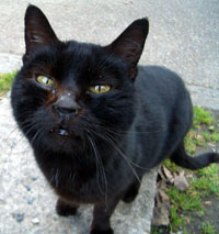 なんかちょうだい！