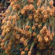 杉の花粉