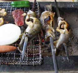 釣ったイワナを食べる