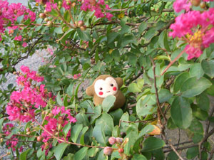 さ〜るり〜んすべる？