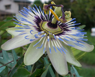 めしべが時計の針みたい