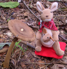 きのこのこのこ♪