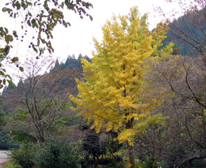 イチョウの黄葉がきれい