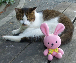 京都御苑のネコ