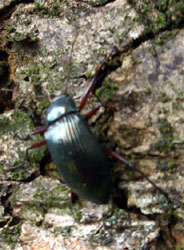 これってオサムシ？