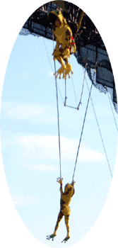 空中で跳びはねるカエル