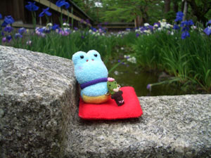 ６月に来た時の花菖蒲